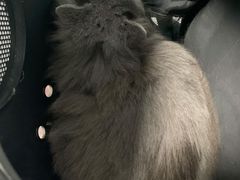 -嘉馨宠物医院·CT影像转诊·心脏科·犬猫全科诊疗中心(下沙大学城院区)