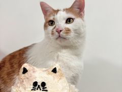 -吾象走甜·生日蛋糕·甜品台茶歇