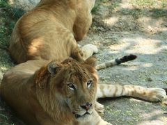 -西霞口神雕山野生动物世界