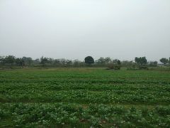 -台山第一家兴华黄鳝饭·黄鳝婆(开平店)