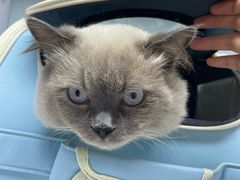 -纳吉亚猫专科动物医院·北北分院