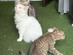-楼上猫咖(罗湖店)