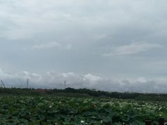 -荷塘月色湿地公园·向阳花洲
