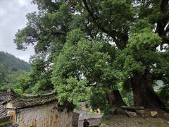 -杨家堂村