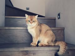 -lincat·猫舍(广州店)