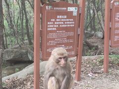 -内乡宝天曼生态旅游区