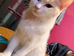 -猫色咖啡·猫咖
