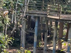 -野象谷景区