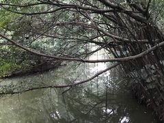 -大湾区中央湿地公园