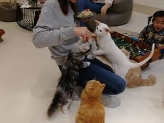 -飞行喵MR PILOT|猫舍·猫咖(静安大融城店)