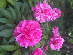 iphone_upload_pic-景山公园