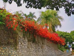 -深圳仙湖植物园