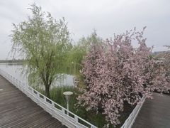 -大兴滨河森林公园