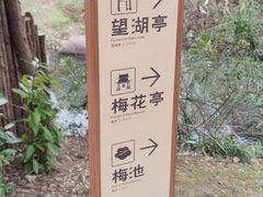 -香雪海