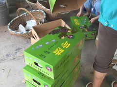 -马陆小张葡萄园农家乐