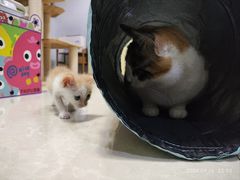 -瑞派名望志远动物医院·猫科·內科·异宠专科(直港大道店)