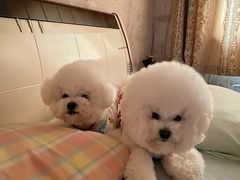 -翊宠yipet猫狗购宠庄园犬舍•猫舍