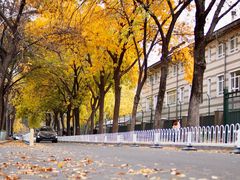 -三里屯东五街银杏大道