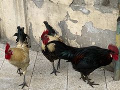 -苏州河梦清园环保主题公园