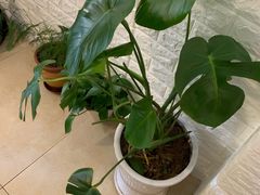 -海胆小馆(东北水饺·春柳店)