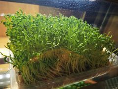 -椰子营·椰子鸡火锅(万象里店)