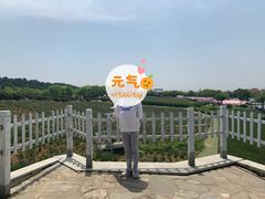 -大塘金香草谷