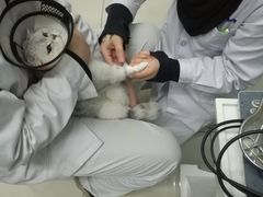-中农大我爱我爱24h动物医院·中医针灸·猫专科·骨科医疗中心(双井店)