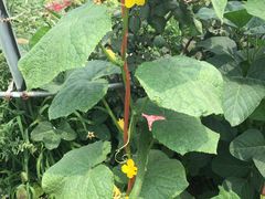 黄瓜架-精灵农庄