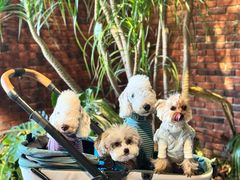 -J Create城市露营咖啡·简餐·宠物(上海动物园店)