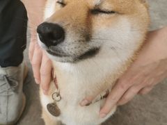 -柴犬高等学院·狗咖·柴犬售卖·宠物训练