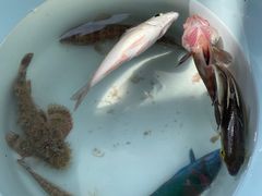 -小猫钓鱼海钓俱乐部(椰梦长廊店)