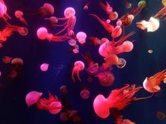 -成都浩海立方海洋公园