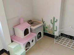 -70cat德文卷毛猫·缅因猫纯种猫舍