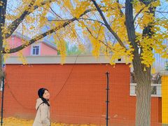 -三里屯东五街银杏大道