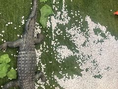-诸城市恐龙博物馆