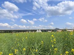 -光明小镇欢乐田园