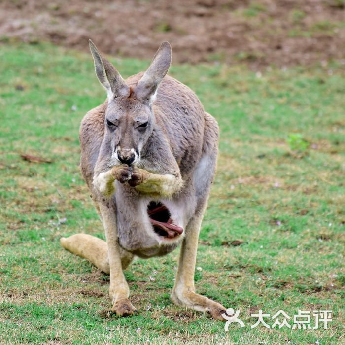 合肥野生動物園