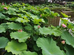 -陈家山荷花公园