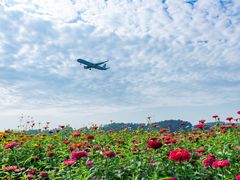 -空港花田景区