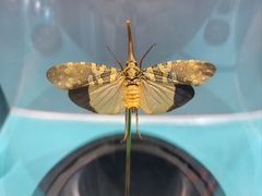 -惠州西湖风景名胜区-丰渚园