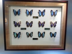 -上海昆虫博物馆