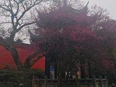 -峨眉山报国寺