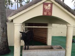 -三亚亚龙湾天域度假酒店