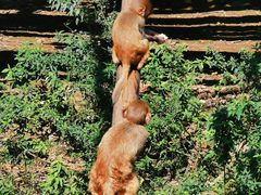 -西双版纳原始森林公园