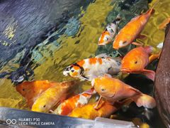 -上海海洋水族馆