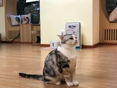 -猫和宫(六道口店)