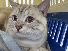 -纳吉亚猫专科动物诊疗中心(蒋宅口分院)