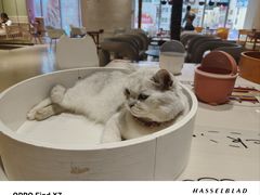 -藏猫猫咖啡主题馆(中央大道店)