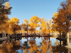 -金塔沙漠胡杨林景区