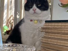 -海边的猫和咖啡馆